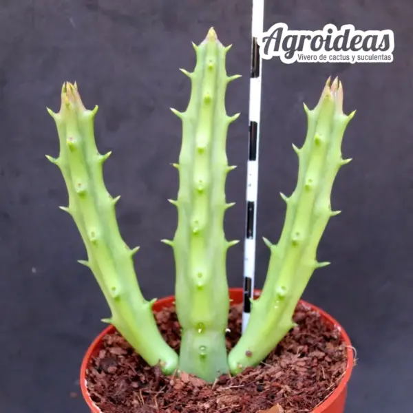 Stapelia comparabilis - Imagen 2