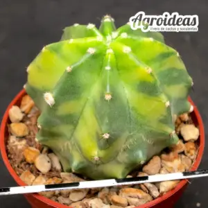 Echinopsis subinermis "Variegata"