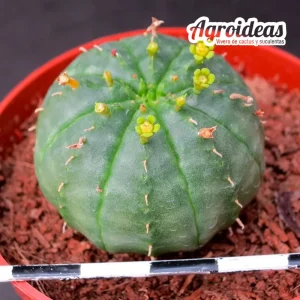 Euphorbia meloformis