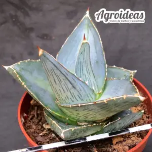 Agave pumila