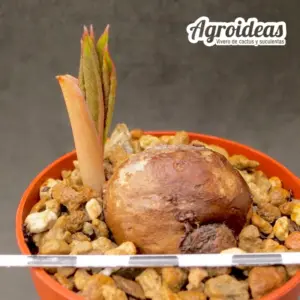 Amorphophallus atroviridis