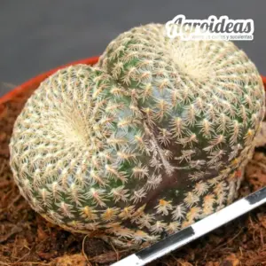 Sulcorebutia heliosoides "Selección"