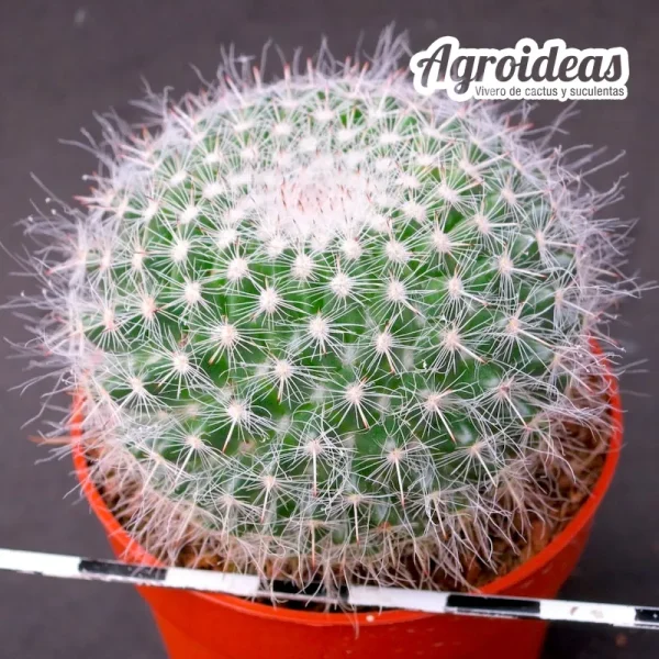 Mammillaria hahniana - Imagen 2