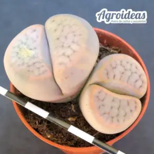 Lithops Schwantesii ssp. schwantesii v. rugosa C247