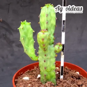 Euphorbia pseudocactus subs. lyttoniana (Euphorbia х lyttoniana)