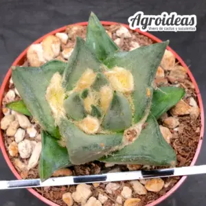 Ariocarpus Trigonus