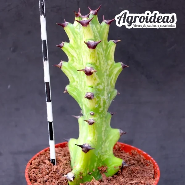 Euphorbia trigona "Mint Cream" - Imagen 2