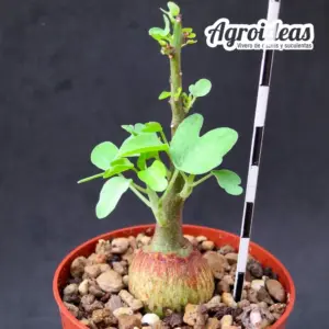 Adenia spinosa