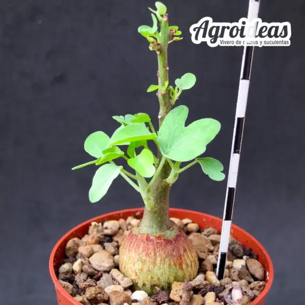 Adenia spinosa