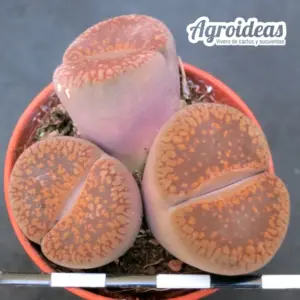 Lithops aucampiae "Fire brand"