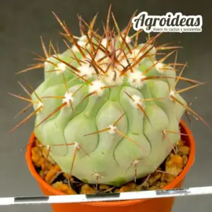 Copiapoa cinerea ssp. cinerea "Whithe Thorns"