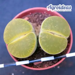 Lithops Lesliei ssp. lesliei v. lesliei "Albinica" C036A