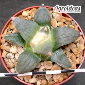 Ariocarpus furfuraceus
