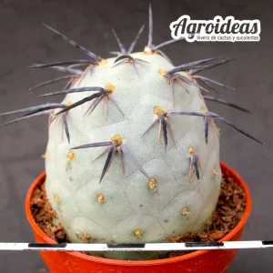 Tephrocactus geometricus "Diablo"