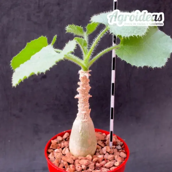 Dendrosicyos socotranus - Imagen 2