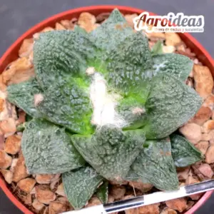 Ariocarpus X fissuratus