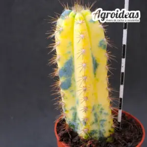 Pilosocereus pachycladus "variegata"