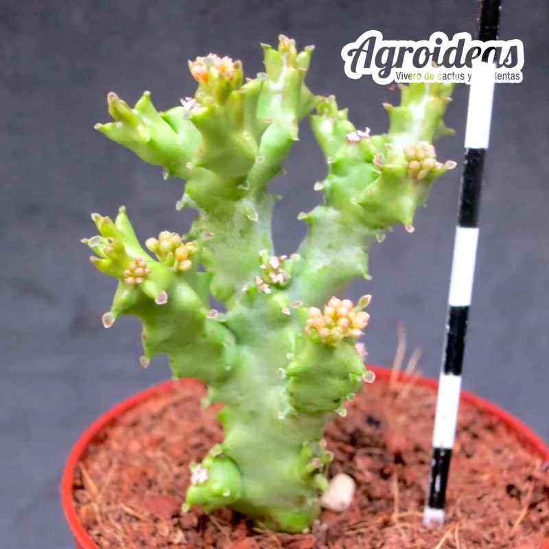 Caralluma crenulata X hexagona - Imagen 2