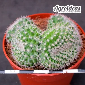 Mammillaria hahniana "Cristata"