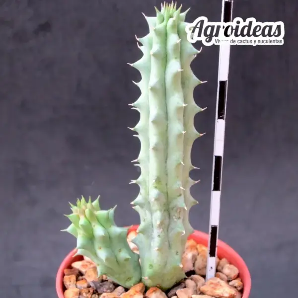 Lavrania haagnerae x huernia whitesloaneana - Imagen 2