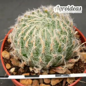 Haworthia arachnoidea var. aranea "North of Vergelegen"