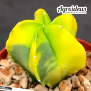 Astrophytum nudum "variegata"