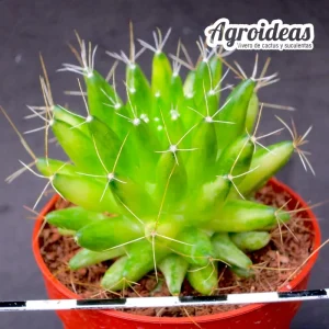 Mammillaria longimamma "Variegata"
