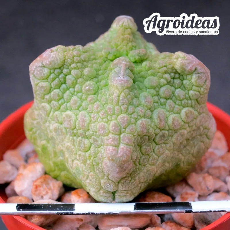 Pseudolithos cubiformis "Skin Selección" - Imagen 2