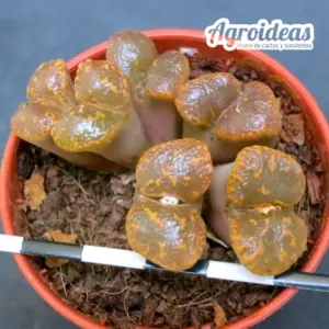Conophytum pellucidum LAV27802