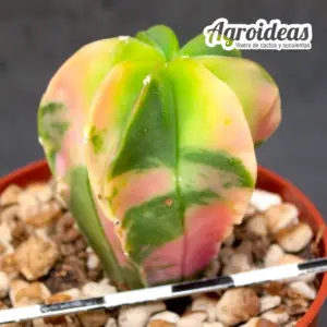 Astrophytum nudum "tricolor variegata"