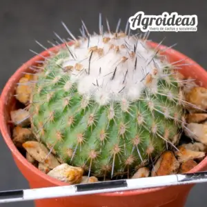 Epithelantha unguispina