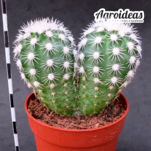 Echinocereus pectinatus "Bicéfalo"