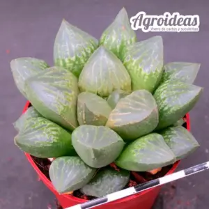 Haworthia cv. "Flecky"