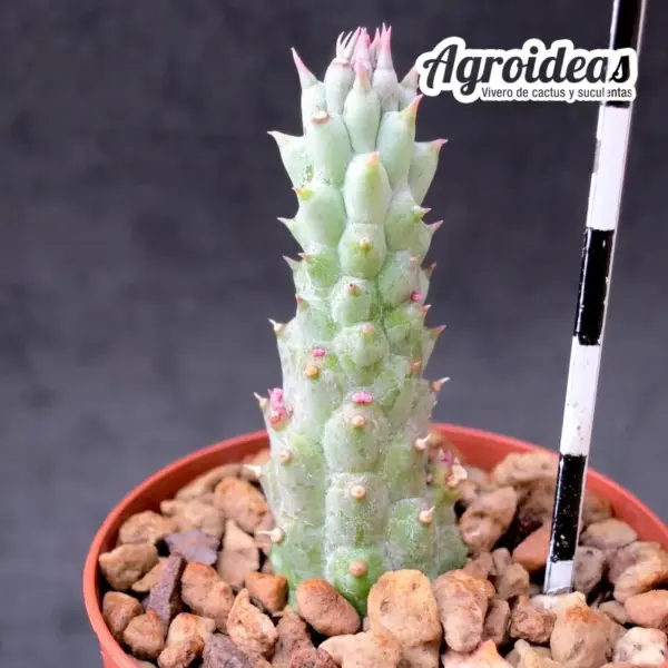 Tromotriche ruschiana x Hoodia sp. - Imagen 2