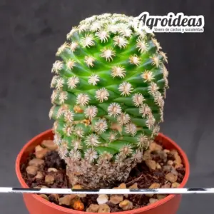 Mammillaria hernandezii