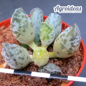 Adromischus cooperi var. festivus