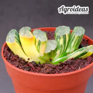 Haworthia truncata "Hokusai Variegata"
