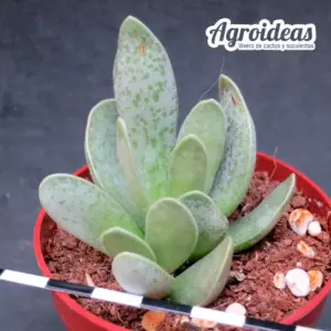 Adromischus trigynus CR1498 “Griekwastad RSA”