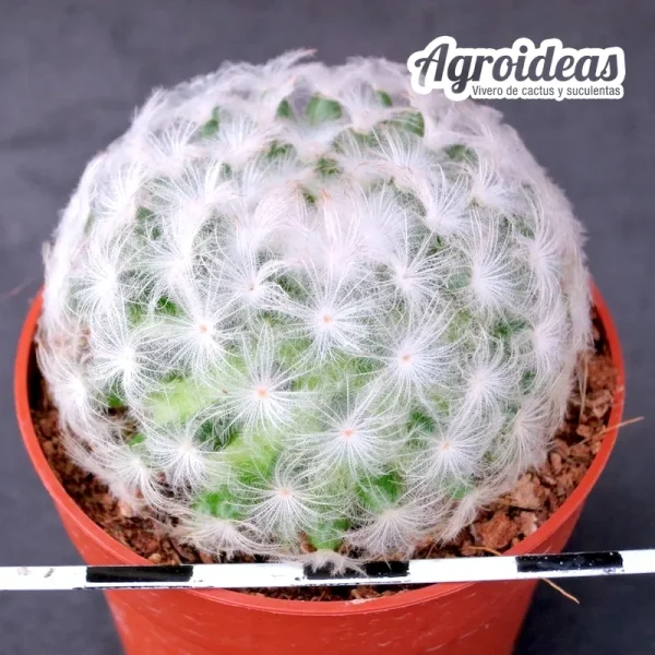 Mammillaria plumosa - Imagen 2
