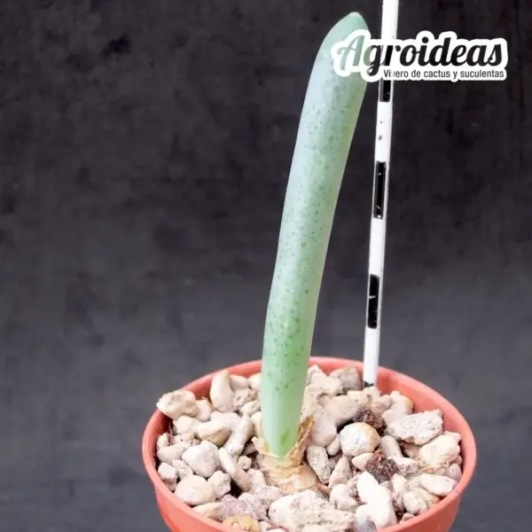 Ornithogalum unifoliatum