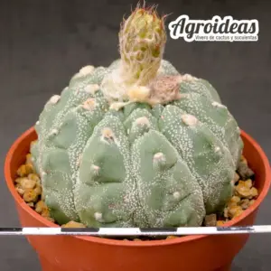 Astrophytum asterias "Turtle"