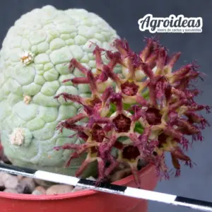 Pseudolithos migiurtinus