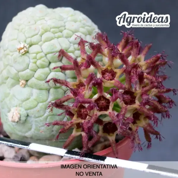 Pseudolithos migiurtinus