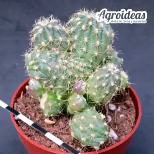 Lobivia winteriana "Monstruosa"