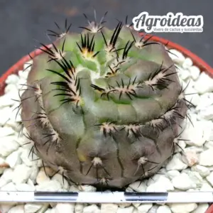 Copiapoa aff. echinoides "Selección"