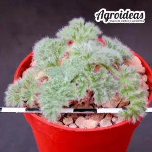 Pelargonium appendiculatum