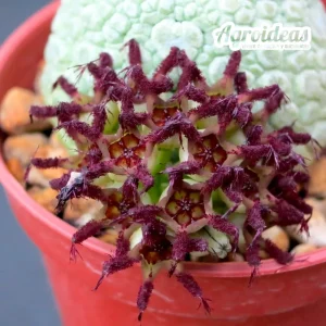Pseudolithos migiurtinus