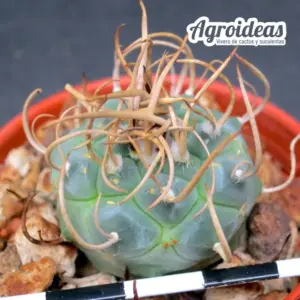 Turbinicarpus schwarzii