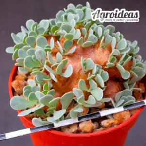 Othonna cacalioides "Ejemplar"
