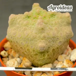 Pseudolithos cubiformis "Dragon-skin"